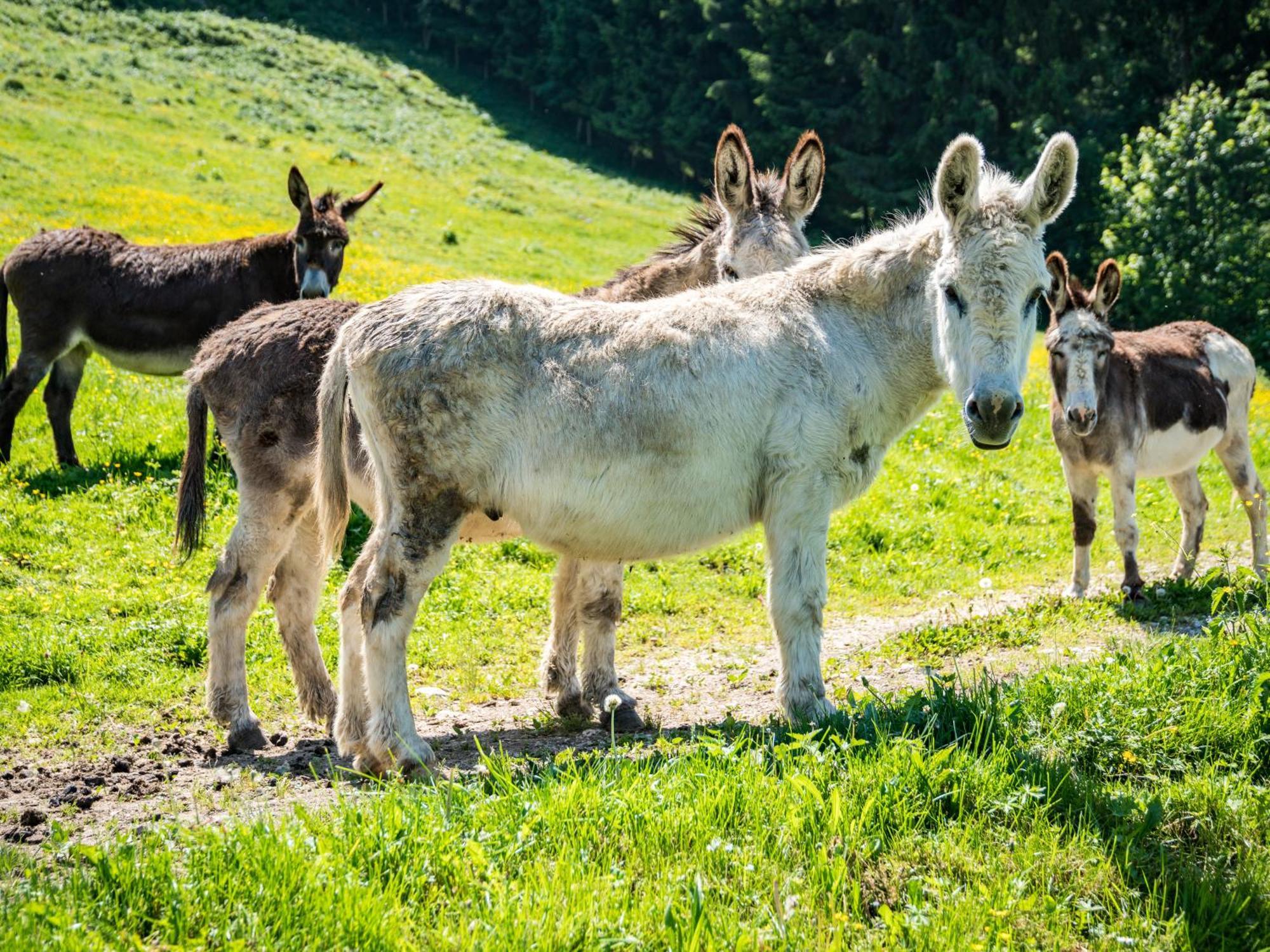 Berggasthof Hotel Duftbraeu I Ruhige Alleinlage I Mitten Im Gruenen Samerberg Buitenkant foto